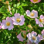 عرق نسترن ارگانیک ۱ لیتر پریوان