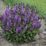 عرق مریم گلی ارگانیک ۱ لیتر پریوان