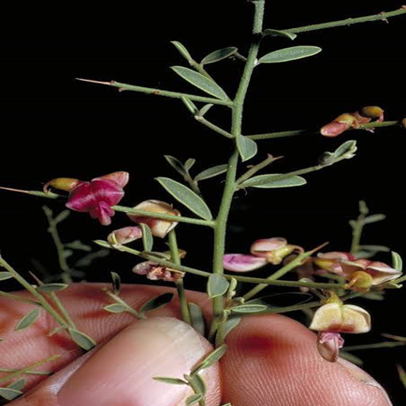 عرق 2 خارشتر ارگانیک پریوان - ۱ لیتر عرق خارشتر ارگانیک پریوان - ۱ لیتر - تصویر 1