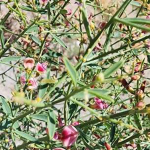 عرق خارشتر ارگانیک پریوان -  ۱ لیتر - تصویر 2