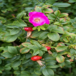 عرق نسترن ارگانیک ۱ لیتر پریوان - تصویر 4